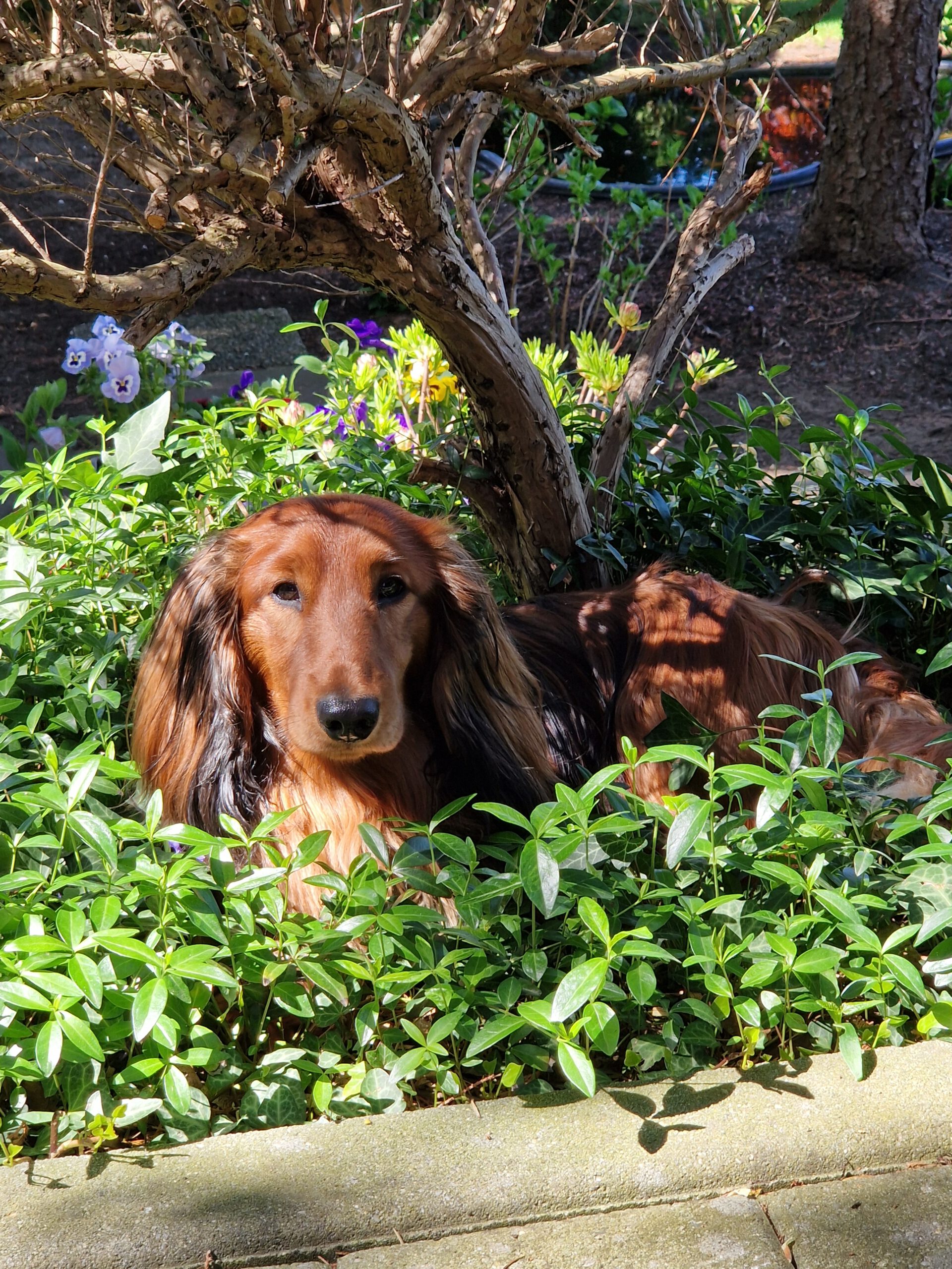CVM_Buerohund_Rudi Dackel Rudi liegt in einem Beet zwischen grünen Pflanzen und bunten Blumen unter einem kleinen Baum.
