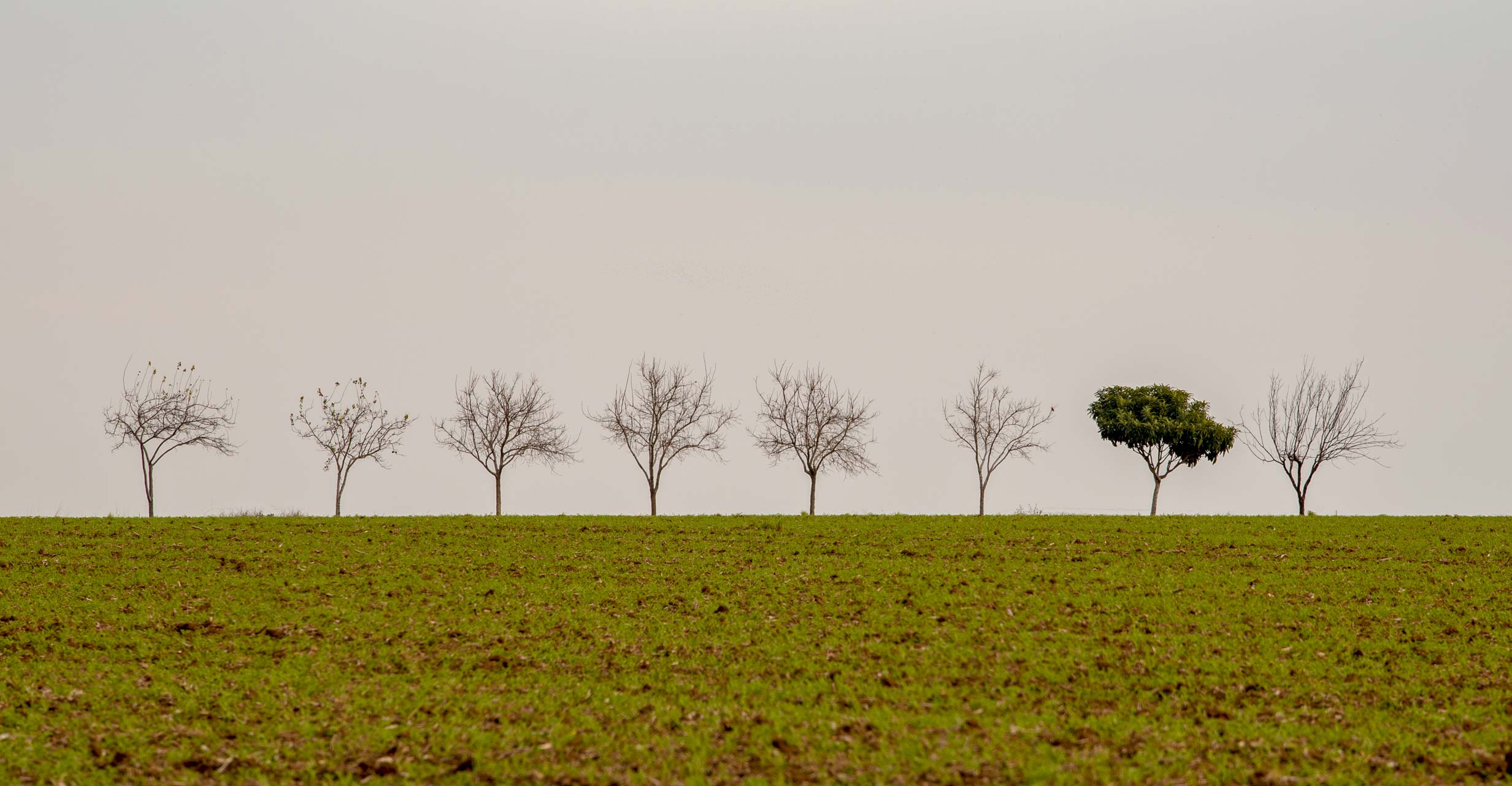 Allee_CVM_Anders_sein Auf einem Feld steht am Horizont eine Reihe von acht Bäumen. Alle Bäume sind kahl. Nur ein Baum trägt dichtes, grünes Laub.