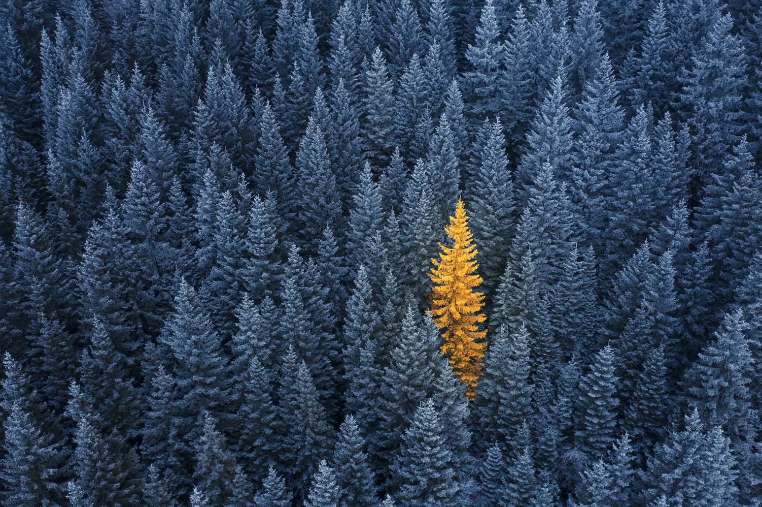 Blick auf einen Nadelwald. Zwischen dunkelblauen Nadelbäumen steht ein einzelner goldgelber Baum.