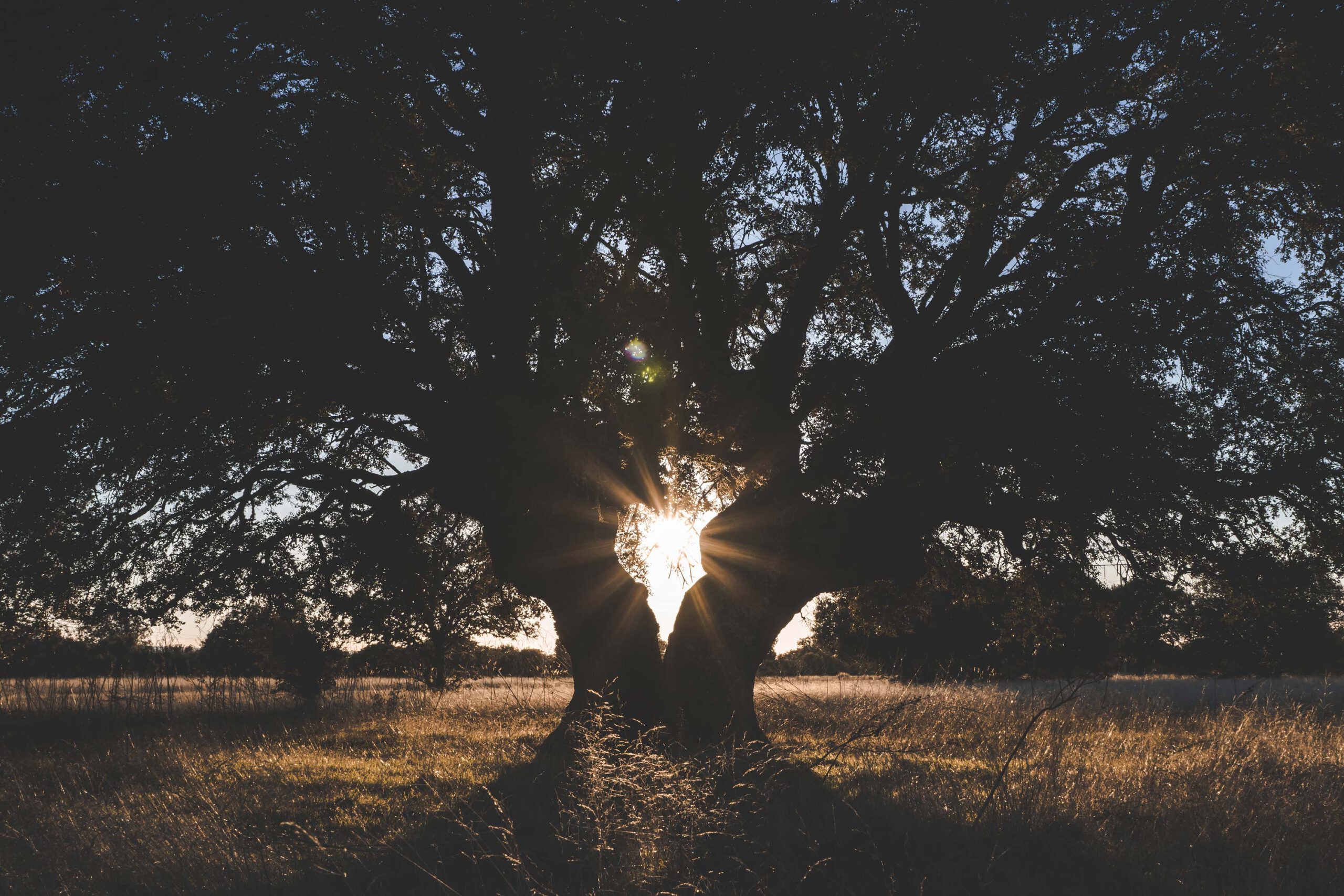 Baum_Sonne_CVM Ein stattlicher alter Baum steht auf einer Wiese. Der Stamm teilt sich in der Mitte. Durch die Öffnung scheint Sonnenlicht.