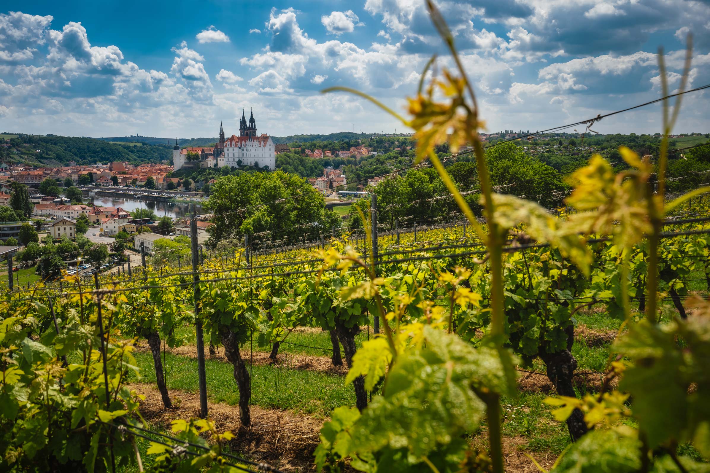 Blick_auf_Meissen_CVM Ein Weinhang mit Blick auf die Elbe und die Albrechtsburg in Meißen.