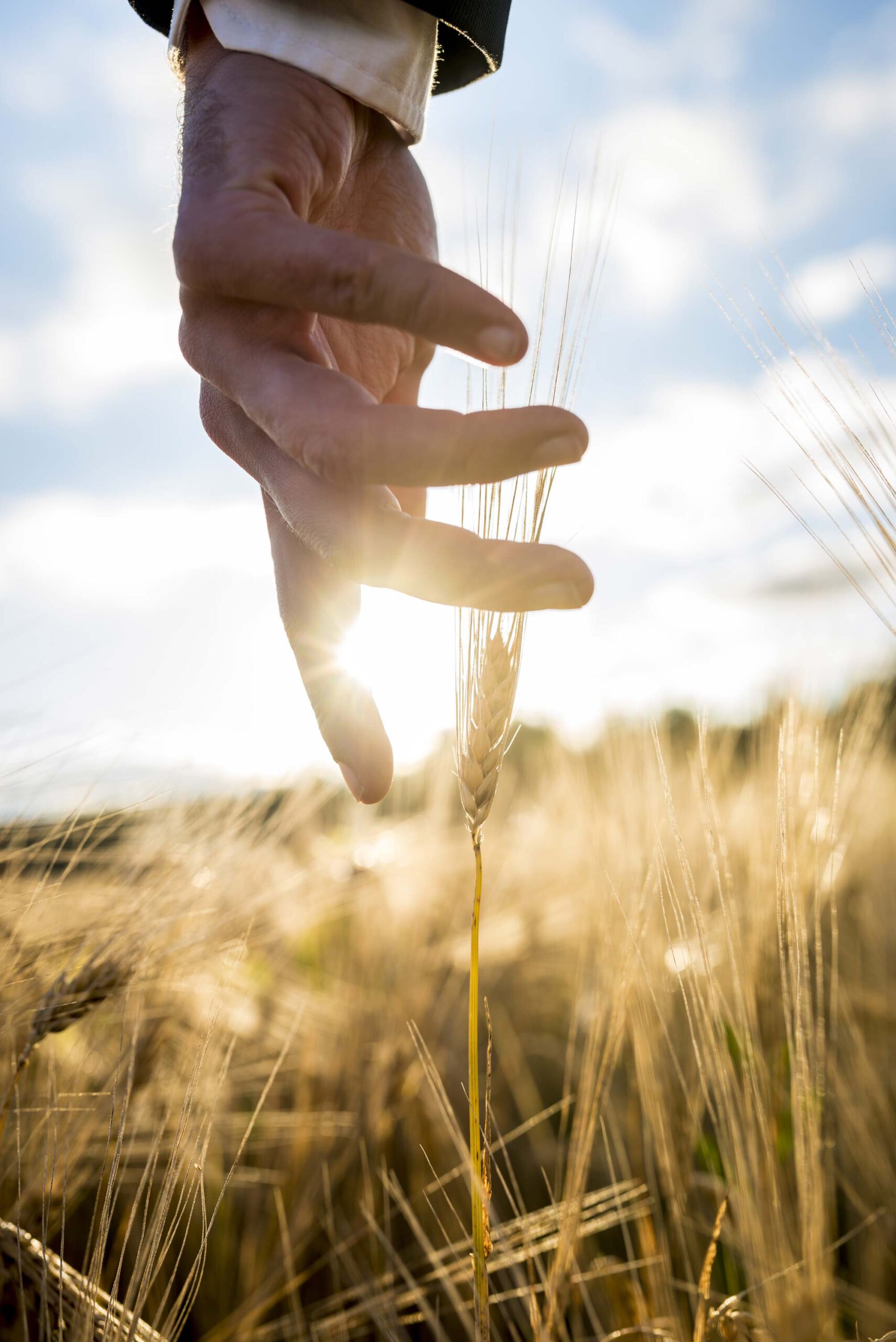 Die Hand eines Mannes der einen Anzug und ein weißes Hemd trägt, streicht durch ein Kornfeld und berührt dabei eine einzelne Ähre. Im Hintergrund leuchtet die Sonne.