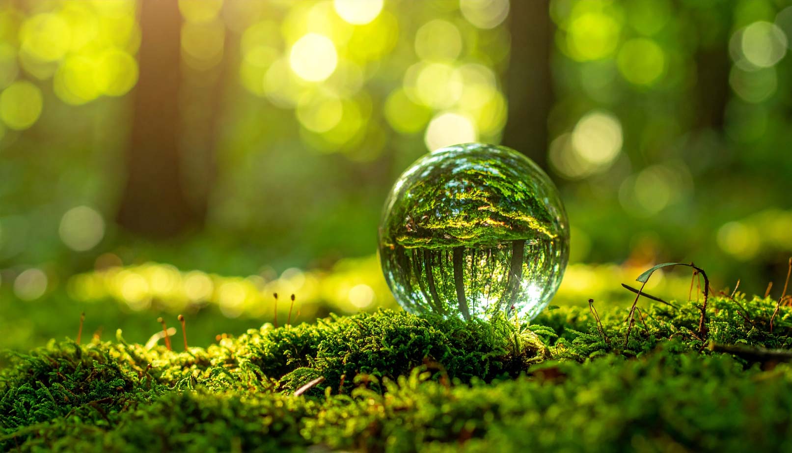 Glaskugel_Natur_CVM Eine Glaskugel liegt auf einem Waldboden im Moos. In der Kugel spiegelt sich der Wald.