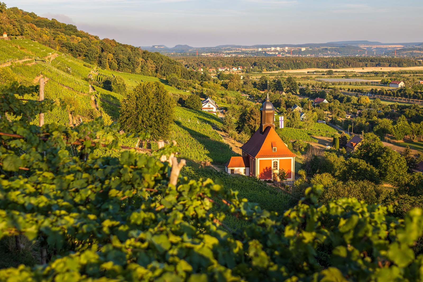 Pillnitz_Berge_CVM Blick in das Elbtal bei Dresden. Im Vordergrund sind Weinreben und eine kleine rotbraune Kirche zu sehen.