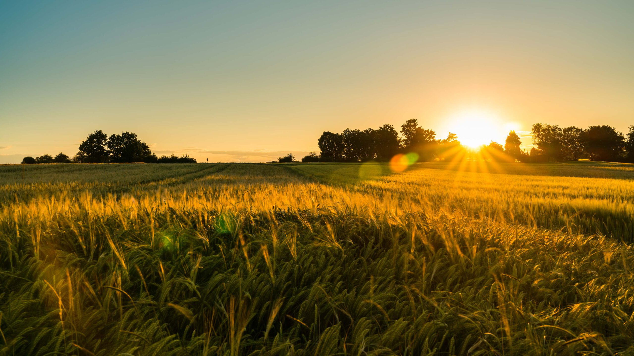 Ein weites Kornfeld. Im Hintergrund leuchtet die Sonne zwischen einigen Bäumen.