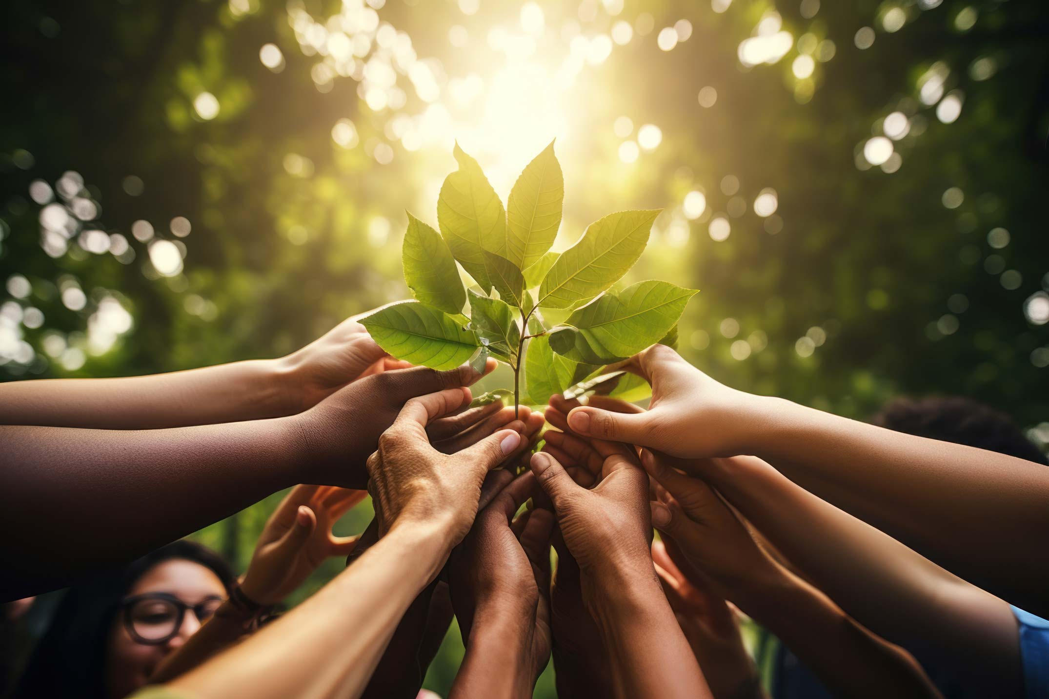 Team_Wachstum_CVM Mehrere Hände halten gemeinsam einen kleinen Zweig mit grünen Blättern.