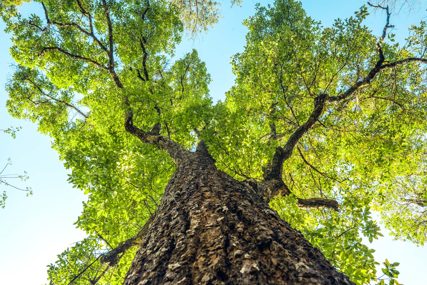 Wachstum_Baumrinde_CVM Blick von unten in Richtung Himmel: Ein großer Baum mit starker Rinde und dicken, grün belaubten Ästen ragt in den blauen Himmel.