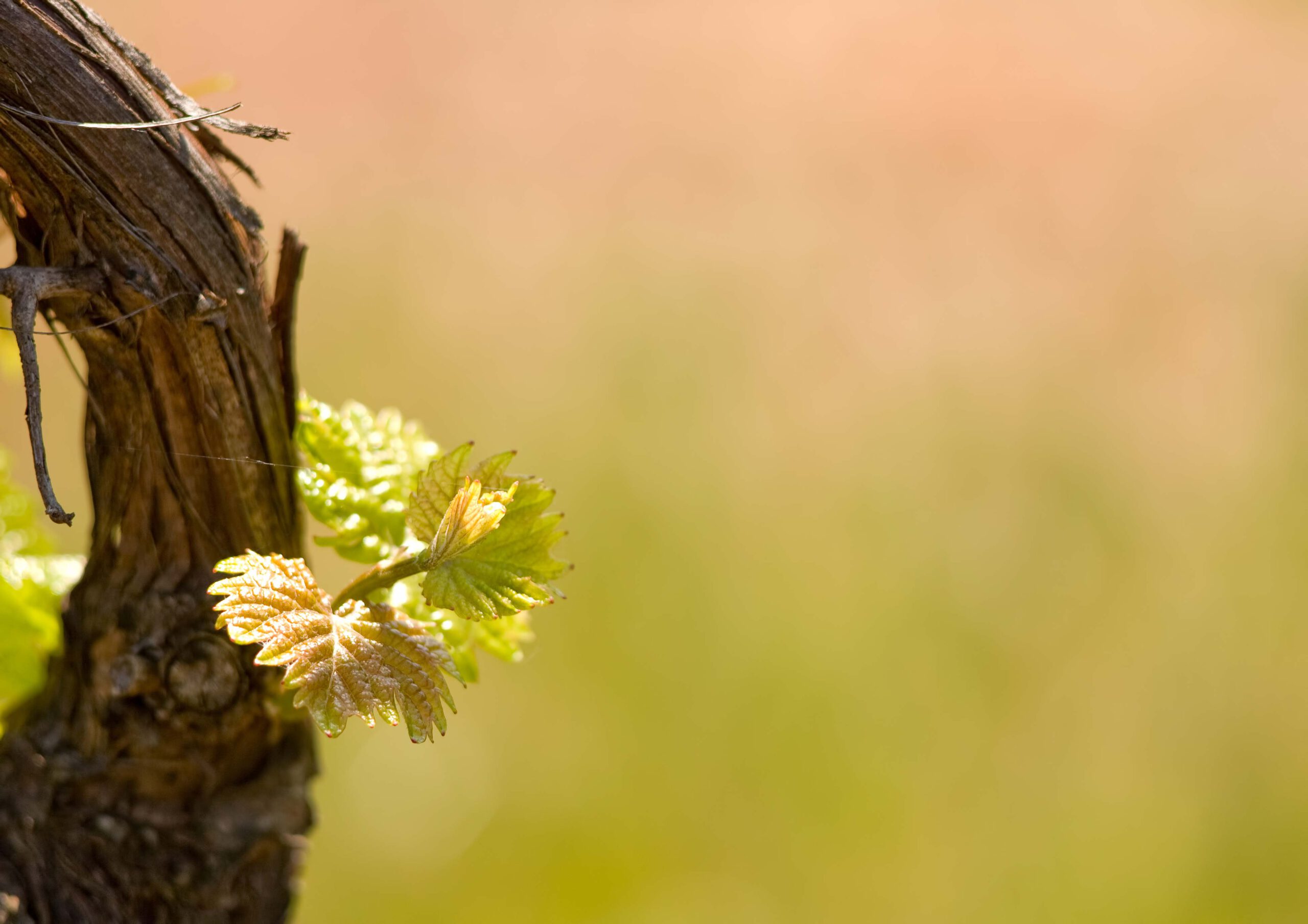 Weinrebe_CVM Ein paar junge Weinblätter wachsen aus einem knorrigen Weinstock.