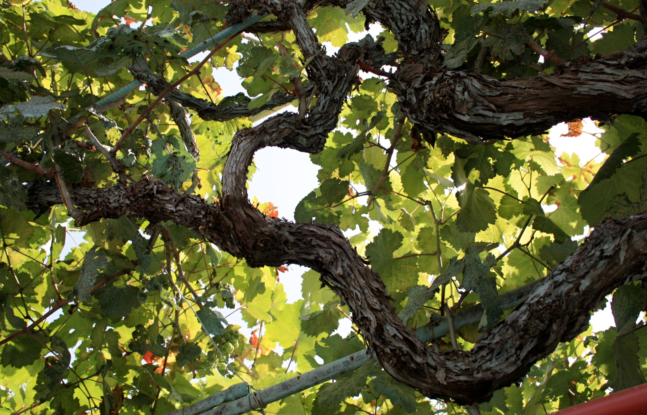 branches-and-leaves-of-ripening-grape-on-a-summer-2026-01-06-09-13-24-utc