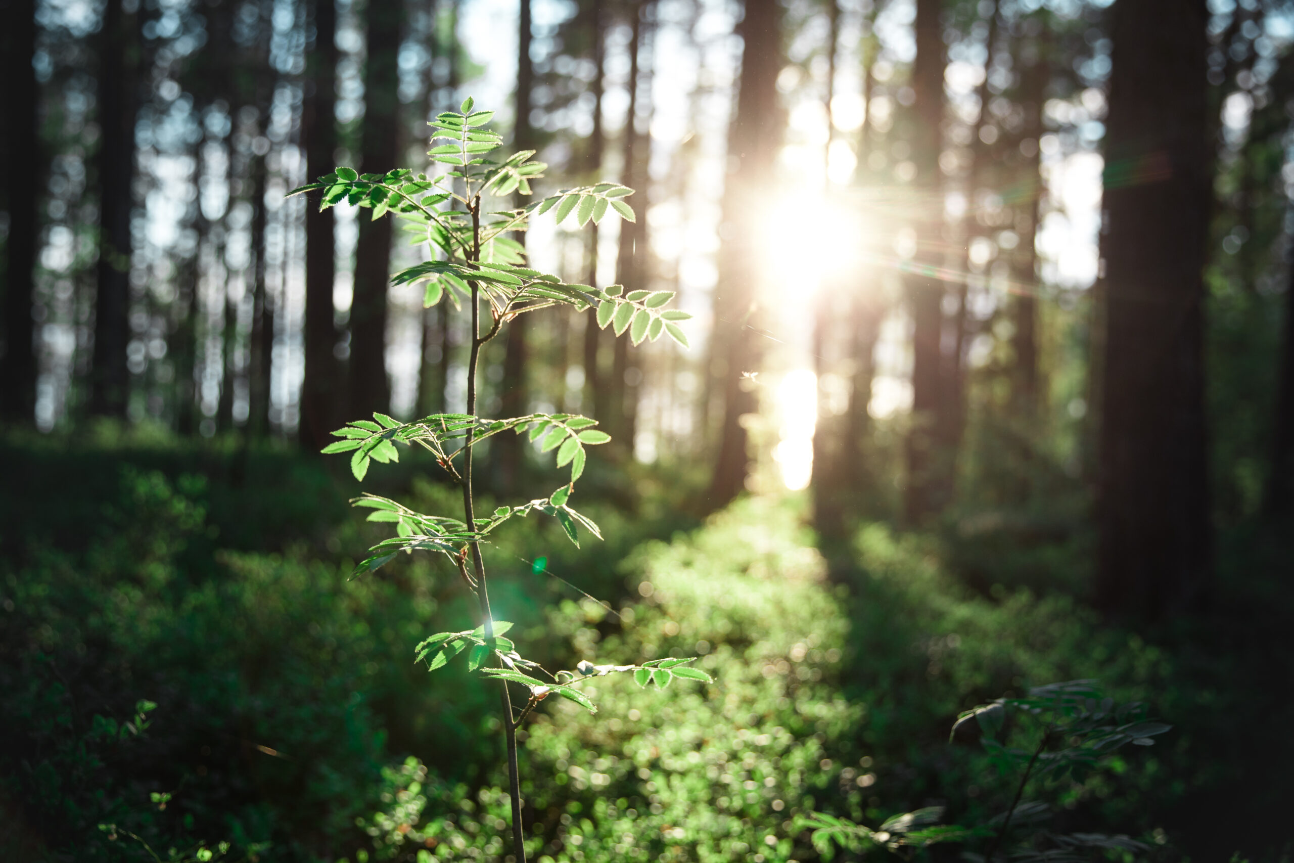 Close-up shot of a plant illuminated by rays of warm sunlight