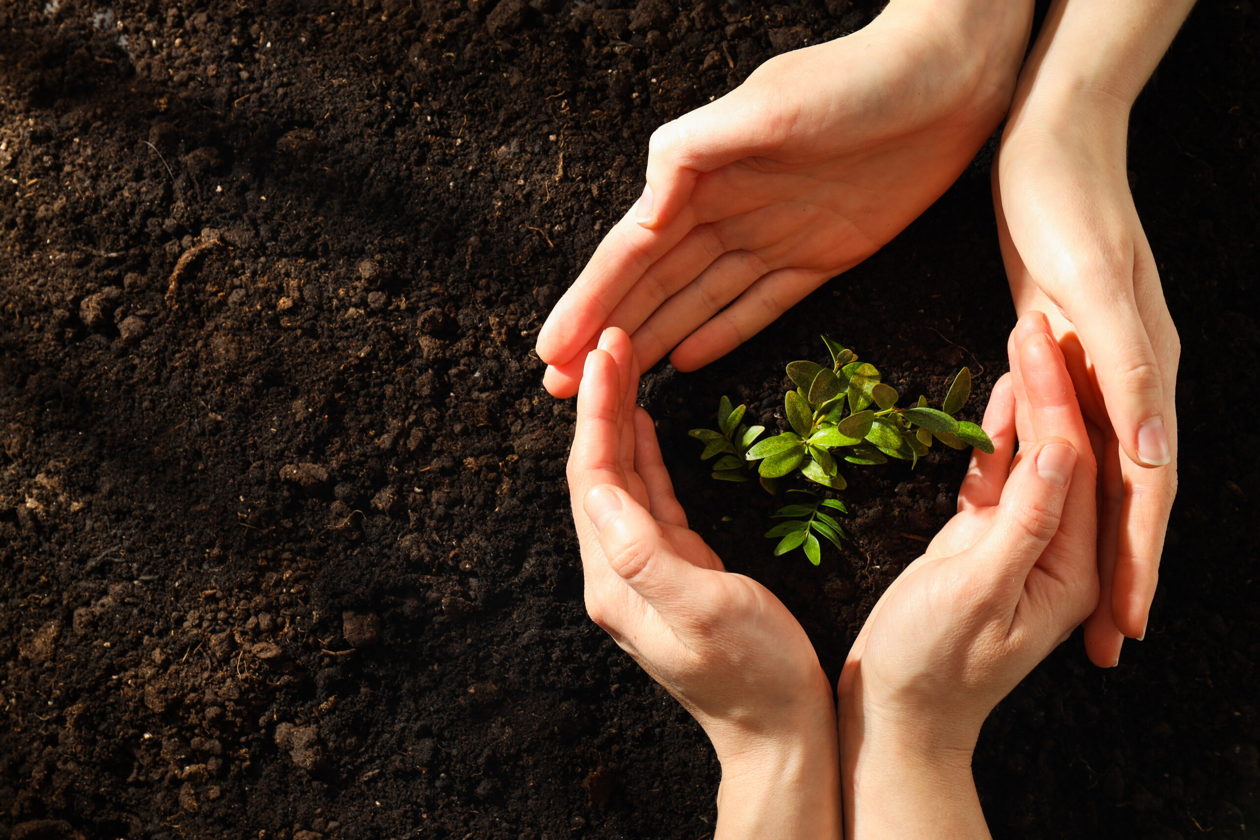 Vier Hände liegen auf dunkelbrauner Erde und bilden einen schützenden Kreis um eine junge Pflanze.