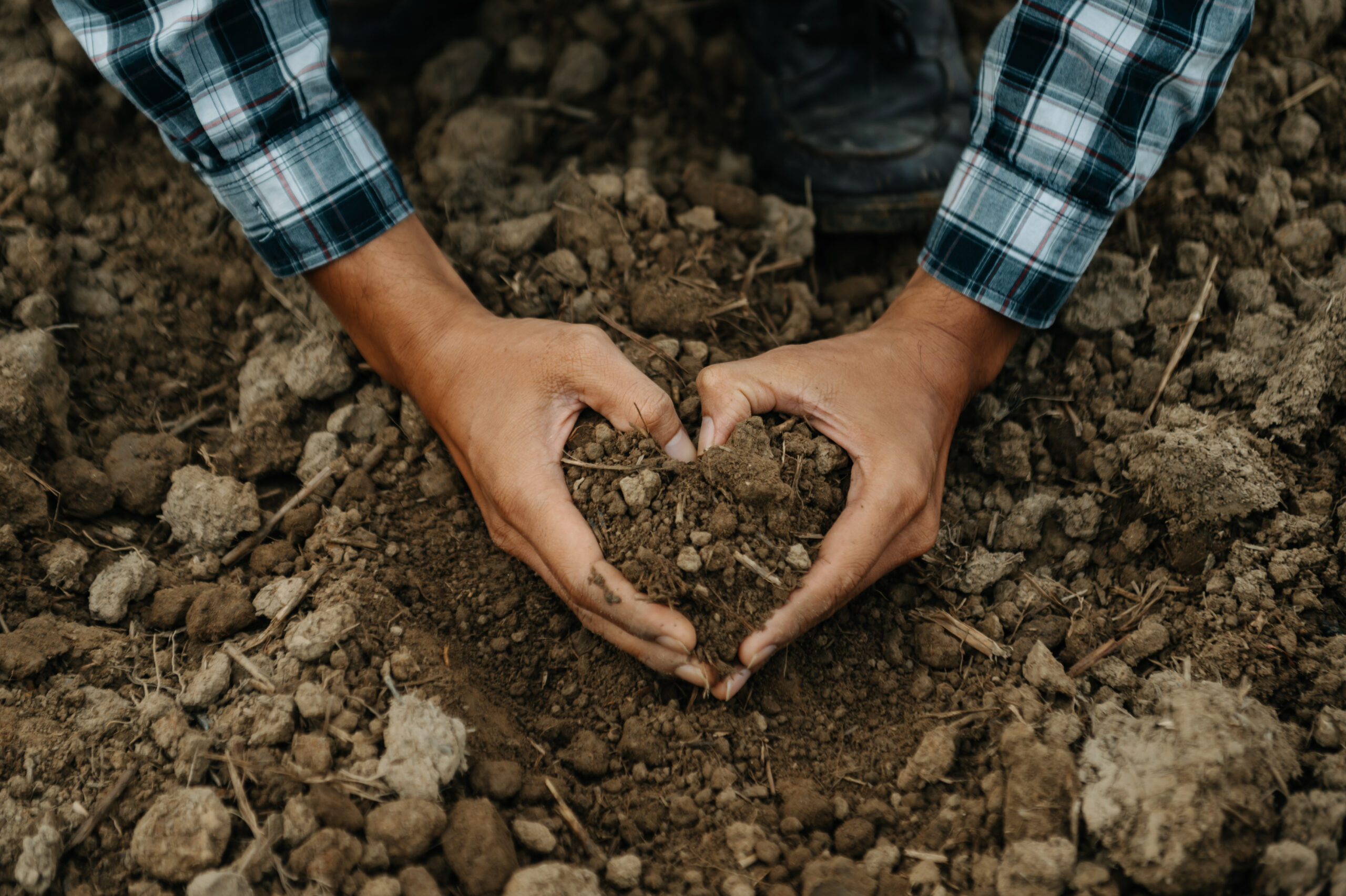 Oldman farmer holding soil in cupped hands